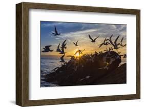 Breeding Elegant Terns (Thalasseus Elegans) Return to Colony on Isla Rasita at Sunset-Michael Nolan-Framed Photographic Print