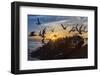 Breeding Elegant Terns (Thalasseus Elegans) Return to Colony on Isla Rasita at Sunset-Michael Nolan-Framed Photographic Print