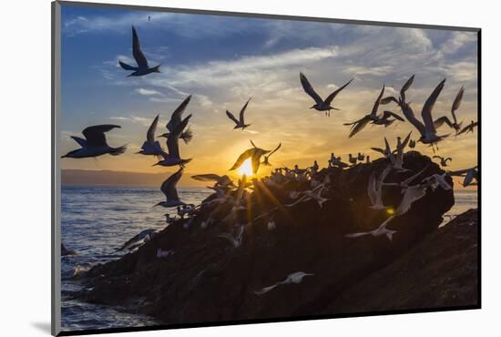 Breeding Elegant Terns (Thalasseus Elegans) Return to Colony on Isla Rasita at Sunset-Michael Nolan-Mounted Photographic Print