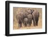 Breeding Herd of Elephant Walking Away Int the Trees-Alta Oosthuizen-Framed Photographic Print