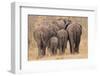 Breeding Herd of Elephant Walking Away Int the Trees-Alta Oosthuizen-Framed Photographic Print