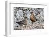 Breeding Pair of Chilean Skuas (Stercorarius Chilensis)-Michael Nolan-Framed Photographic Print