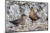 Breeding Pair of Chilean Skuas (Stercorarius Chilensis)-Michael Nolan-Mounted Photographic Print