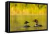 Breeding Pair of Common Loon Birds and Chick on Beaver Lake, Whitefish, Montana, USA-Chuck Haney-Framed Stretched Canvas
