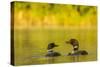 Breeding Pair of Common Loon Birds and Chick on Beaver Lake, Whitefish, Montana, USA-Chuck Haney-Stretched Canvas