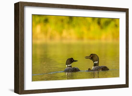 Breeding Pair of Common Loon Birds and Chick on Beaver Lake, Whitefish, Montana, USA-Chuck Haney-Framed Photographic Print