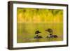 Breeding Pair of Common Loon Birds and Chick on Beaver Lake, Whitefish, Montana, USA-Chuck Haney-Framed Photographic Print