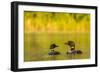 Breeding Pair of Common Loon Birds and Chick on Beaver Lake, Whitefish, Montana, USA-Chuck Haney-Framed Photographic Print