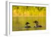 Breeding Pair of Common Loon Birds and Chick on Beaver Lake, Whitefish, Montana, USA-Chuck Haney-Framed Photographic Print