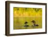 Breeding Pair of Common Loon Birds and Chick on Beaver Lake, Whitefish, Montana, USA-Chuck Haney-Framed Photographic Print