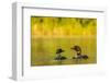 Breeding Pair of Common Loon Birds and Chick on Beaver Lake, Whitefish, Montana, USA-Chuck Haney-Framed Photographic Print