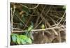 Breeding pair of green-tailed jacamars rest together along a river in the Pantanal, Brazil-James White-Framed Photographic Print