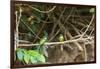 Breeding pair of green-tailed jacamars rest together along a river in the Pantanal, Brazil-James White-Framed Photographic Print