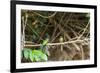 Breeding pair of green-tailed jacamars rest together along a river in the Pantanal, Brazil-James White-Framed Photographic Print