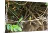 Breeding pair of green-tailed jacamars rest together along a river in the Pantanal, Brazil-James White-Mounted Photographic Print