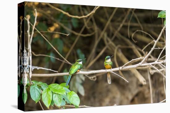 Breeding pair of green-tailed jacamars rest together along a river in the Pantanal, Brazil-James White-Stretched Canvas