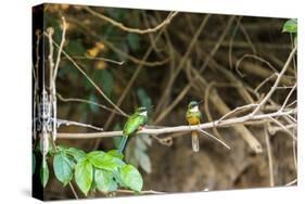 Breeding pair of green-tailed jacamars rest together along a river in the Pantanal, Brazil-James White-Stretched Canvas