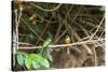 Breeding pair of green-tailed jacamars rest together along a river in the Pantanal, Brazil-James White-Stretched Canvas