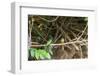 Breeding pair of green-tailed jacamars rest together along a river in the Pantanal, Brazil-James White-Framed Photographic Print