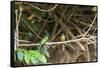 Breeding pair of green-tailed jacamars rest together along a river in the Pantanal, Brazil-James White-Framed Stretched Canvas