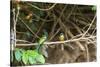 Breeding pair of green-tailed jacamars rest together along a river in the Pantanal, Brazil-James White-Stretched Canvas