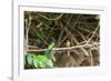 Breeding pair of green-tailed jacamars rest together along a river in the Pantanal, Brazil-James White-Framed Photographic Print