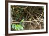 Breeding pair of green-tailed jacamars rest together along a river in the Pantanal, Brazil-James White-Framed Photographic Print