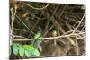 Breeding pair of green-tailed jacamars rest together along a river in the Pantanal, Brazil-James White-Mounted Photographic Print