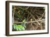 Breeding pair of green-tailed jacamars rest together along a river in the Pantanal, Brazil-James White-Framed Photographic Print