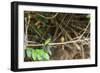 Breeding pair of green-tailed jacamars rest together along a river in the Pantanal, Brazil-James White-Framed Photographic Print