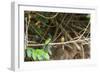 Breeding pair of green-tailed jacamars rest together along a river in the Pantanal, Brazil-James White-Framed Photographic Print