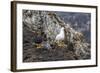 Breeding Pair of Kelp Geese (Chloephaga Hybrida)-Michael Nolan-Framed Photographic Print