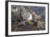 Breeding Pair of Kelp Geese (Chloephaga Hybrida)-Michael Nolan-Framed Photographic Print