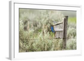 Breeding Pair of Mountain Bluebirds, Mission Valley, Montana, Usa-Chuck Haney-Framed Photographic Print