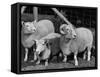 Breeding Short Legged Ancon Ram to Normal Ewe, Produces a Short Breed Lamb Which Cannot Jump Fences-null-Framed Stretched Canvas