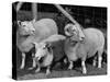 Breeding Short Legged Ancon Ram to Normal Ewe, Produces a Short Breed Lamb Which Cannot Jump Fences-null-Stretched Canvas