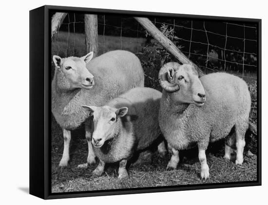 Breeding Short Legged Ancon Ram to Normal Ewe, Produces a Short Breed Lamb Which Cannot Jump Fences-null-Framed Stretched Canvas