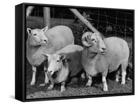 Breeding Short Legged Ancon Ram to Normal Ewe, Produces a Short Breed Lamb Which Cannot Jump Fences-null-Framed Stretched Canvas