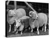 Breeding Short Legged Ancon Ram to Normal Ewe, Produces a Short Breed Lamb Which Cannot Jump Fences-null-Stretched Canvas