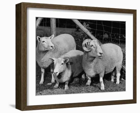 Breeding Short Legged Ancon Ram to Normal Ewe, Produces a Short Breed Lamb Which Cannot Jump Fences-null-Framed Photographic Print