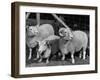 Breeding Short Legged Ancon Ram to Normal Ewe, Produces a Short Breed Lamb Which Cannot Jump Fences-null-Framed Photographic Print