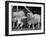 Breeding Short Legged Ancon Ram to Normal Ewe, Produces a Short Breed Lamb Which Cannot Jump Fences-null-Framed Photographic Print
