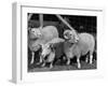 Breeding Short Legged Ancon Ram to Normal Ewe, Produces a Short Breed Lamb Which Cannot Jump Fences-null-Framed Photographic Print