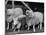 Breeding Short Legged Ancon Ram to Normal Ewe, Produces a Short Breed Lamb Which Cannot Jump Fences-null-Mounted Photographic Print