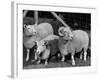 Breeding Short Legged Ancon Ram to Normal Ewe, Produces a Short Breed Lamb Which Cannot Jump Fences-null-Framed Photographic Print