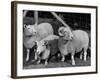 Breeding Short Legged Ancon Ram to Normal Ewe, Produces a Short Breed Lamb Which Cannot Jump Fences-null-Framed Photographic Print