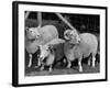 Breeding Short Legged Ancon Ram to Normal Ewe, Produces a Short Breed Lamb Which Cannot Jump Fences-null-Framed Photographic Print