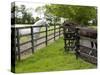 Breeding Thoroughbreds, County Kildare, Ireland-William Sutton-Stretched Canvas