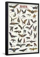 Breeds Of Bats (Italian)-null-Framed Poster