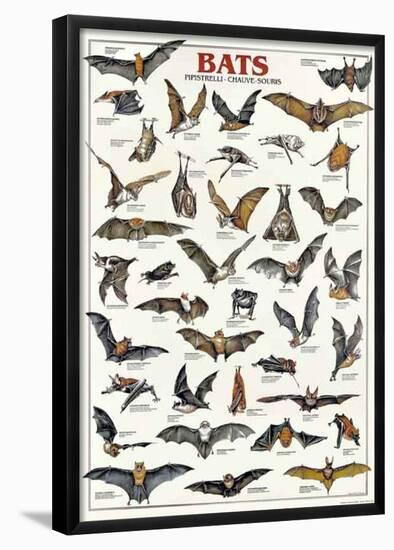 Breeds Of Bats (Italian)-null-Framed Poster